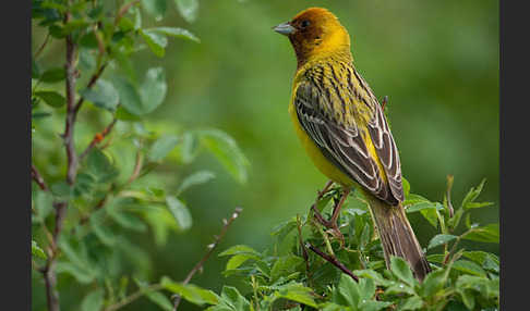 Braunkopfammer (Emberiza bruniceps)