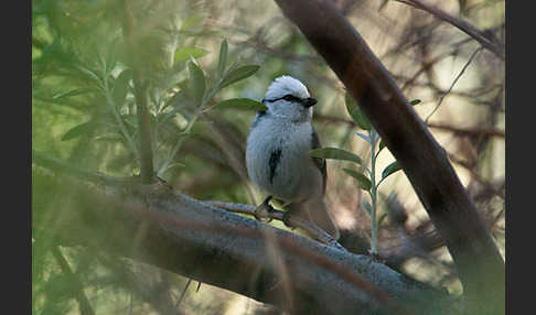 Lasurmeise (Parus cyanus)