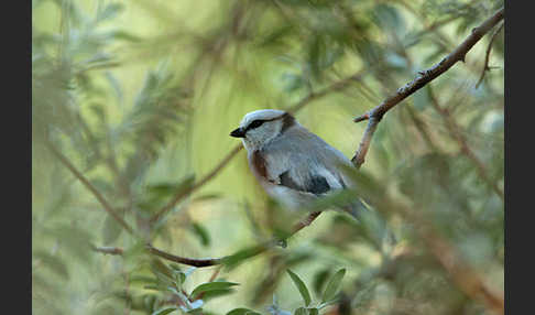 Lasurmeise (Parus cyanus)