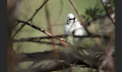 Lasurmeise (Parus cyanus)