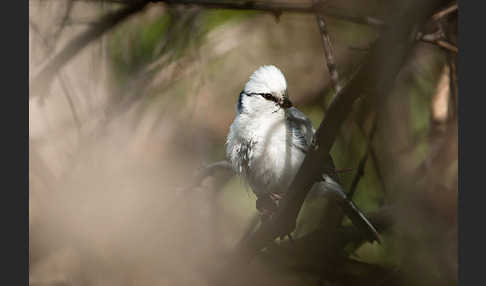 Lasurmeise (Parus cyanus)