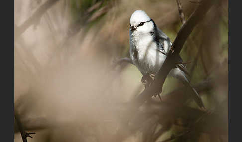 Lasurmeise (Parus cyanus)