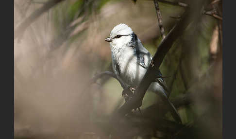 Lasurmeise (Parus cyanus)