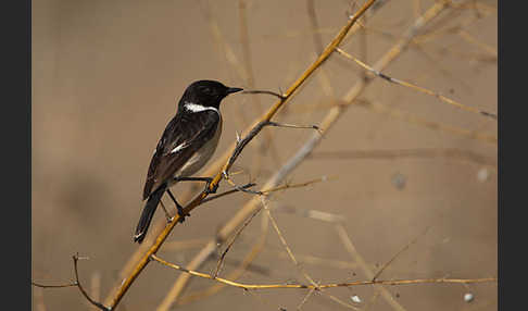 Schwarzkehlchen (Saxicola torquata)