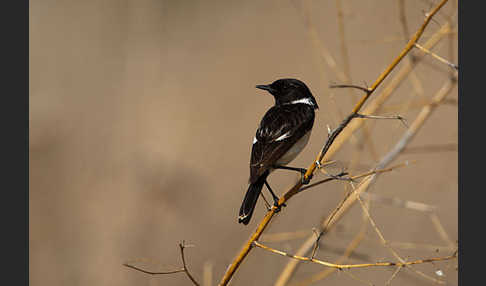 Schwarzkehlchen (Saxicola torquata)