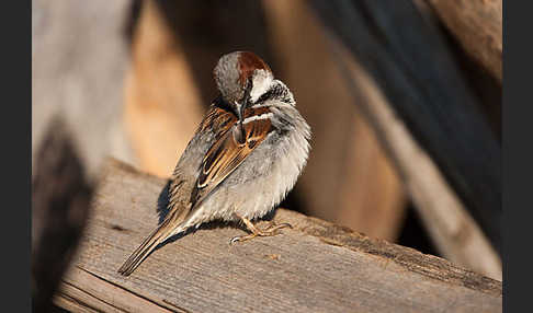 Haussperling (Passer domesticus)