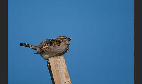 Haussperling (Passer domesticus)