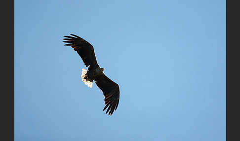 Seeadler (Haliaeetus albicilla)