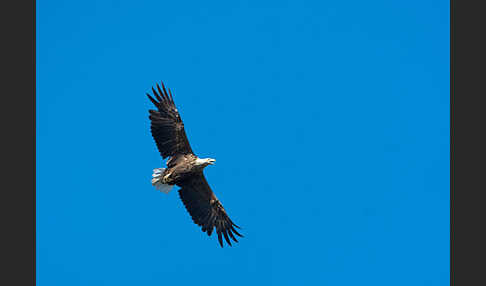 Seeadler (Haliaeetus albicilla)