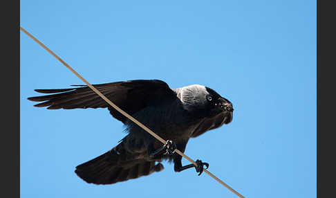 Dohle (Corvus monedula)