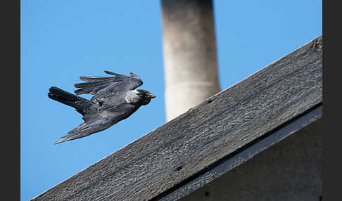 Dohle (Corvus monedula)