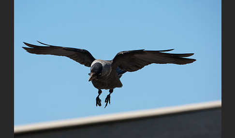 Dohle (Corvus monedula)