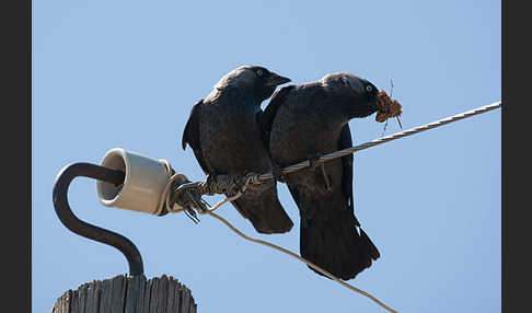 Dohle (Corvus monedula)