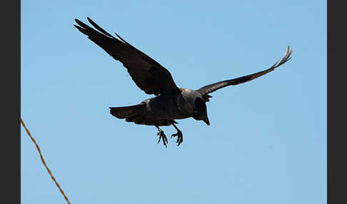 Dohle (Corvus monedula)