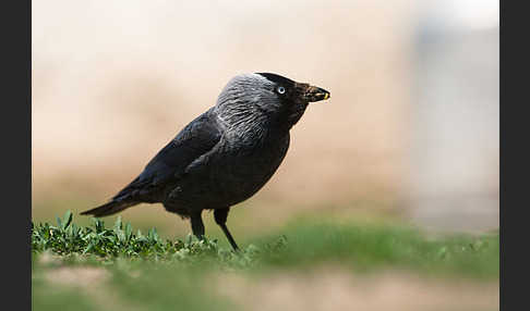 Dohle (Corvus monedula)