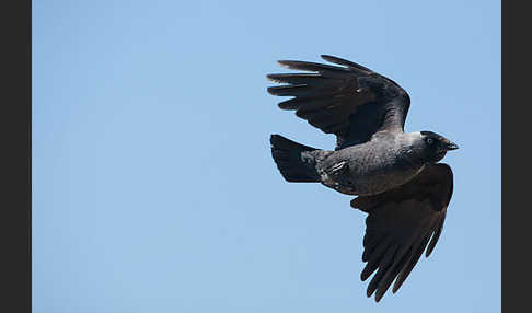 Dohle (Corvus monedula)