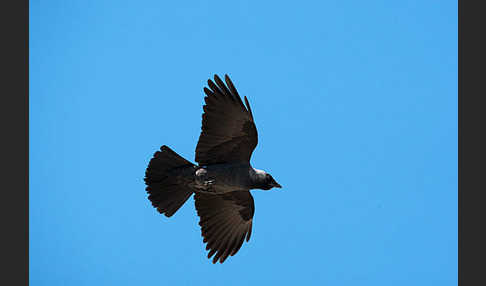 Dohle (Corvus monedula)