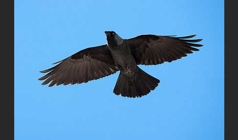 Dohle (Corvus monedula)