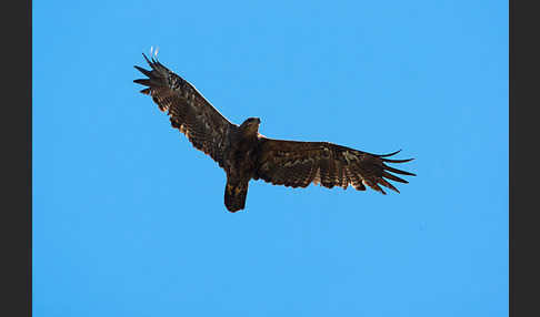 Steppenadler (Aquila nipalensis)