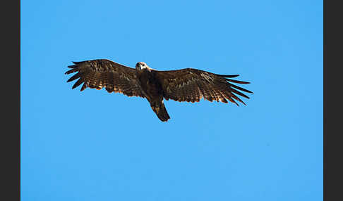 Steppenadler (Aquila nipalensis)