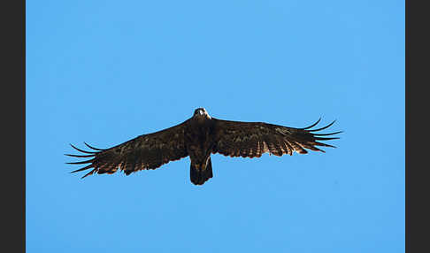 Steppenadler (Aquila nipalensis)