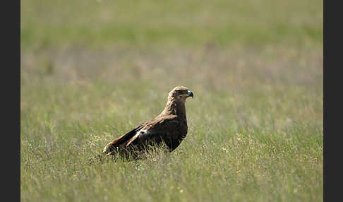 Steppenadler (Aquila nipalensis)