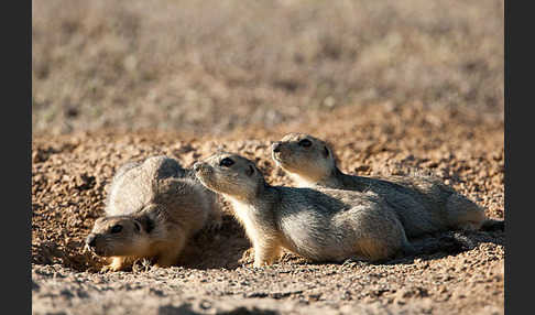 Gelbziesel (Spermophilus fulvus)