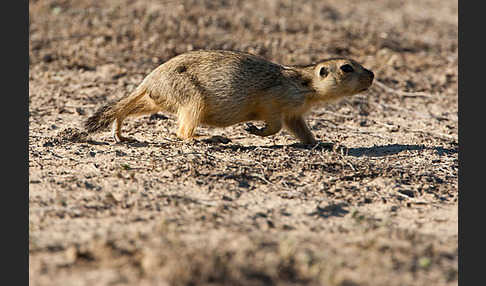 Gelbziesel (Spermophilus fulvus)