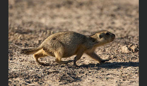 Gelbziesel (Spermophilus fulvus)