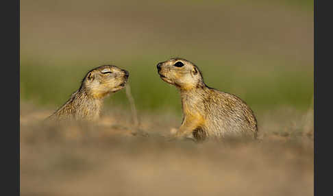 Gelbziesel (Spermophilus fulvus)