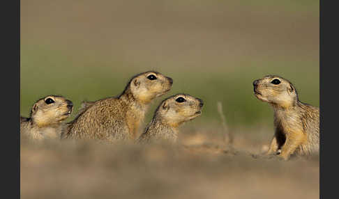 Gelbziesel (Spermophilus fulvus)