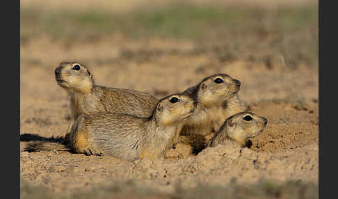 Gelbziesel (Spermophilus fulvus)