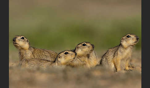 Gelbziesel (Spermophilus fulvus)