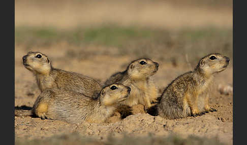 Gelbziesel (Spermophilus fulvus)