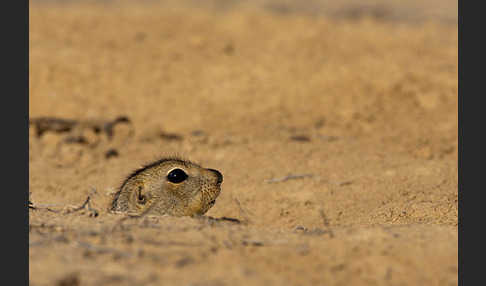 Gelbziesel (Spermophilus fulvus)