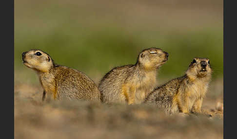 Gelbziesel (Spermophilus fulvus)