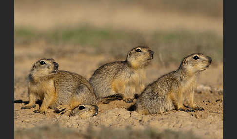 Gelbziesel (Spermophilus fulvus)