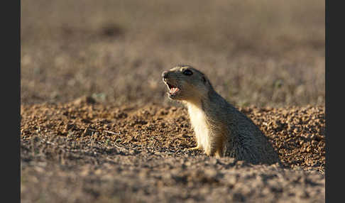 Gelbziesel (Spermophilus fulvus)