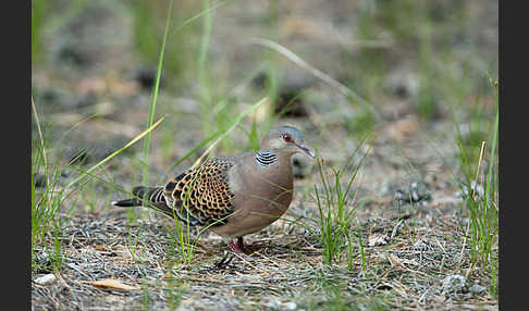 Orientturteltaube (Streptopelia orientalis)