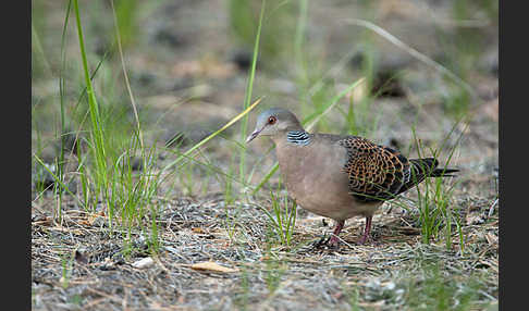 Orientturteltaube (Streptopelia orientalis)