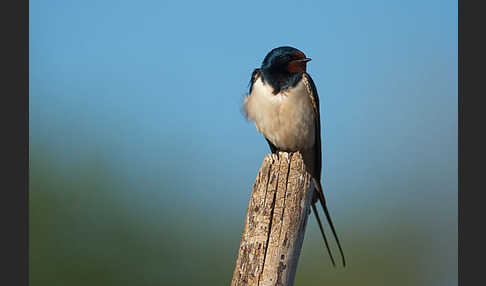 Rauchschwalbe (Hirundo rustica)