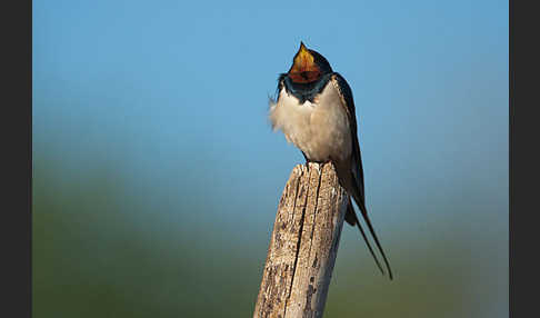 Rauchschwalbe (Hirundo rustica)