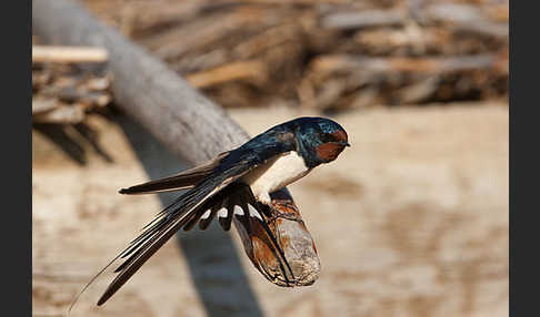 Rauchschwalbe (Hirundo rustica)