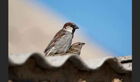 Haussperling (Passer domesticus)