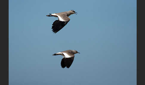 Steppenkiebitz (Vanellus gregarius)