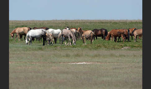 Hauspferd (Equus caballus)