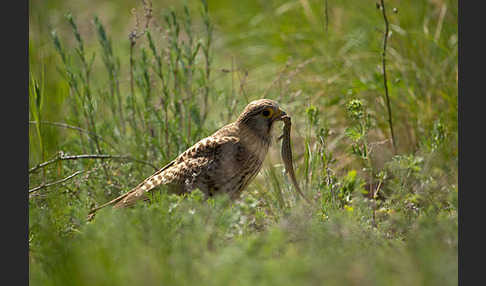 Turmfalke (Falco tinnunculus)