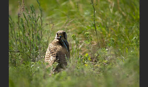 Turmfalke (Falco tinnunculus)