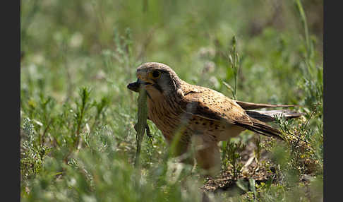 Turmfalke (Falco tinnunculus)