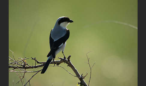 Schwarzstirnwürger (Lanius minor)